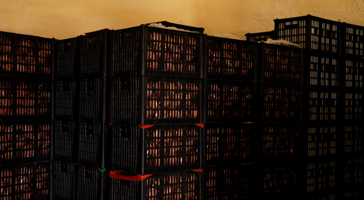 恒温库内保存的水果。人民网记者 邱宇哲摄