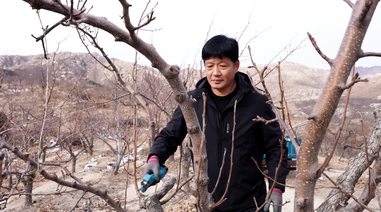 村民朱西存在修剪果树。人民网记者 邱宇哲摄