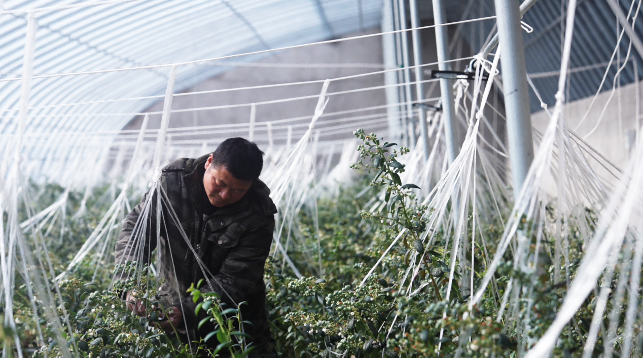 蓝莓大棚内,果农进行日常维护工作。人民网记者 邱宇哲摄