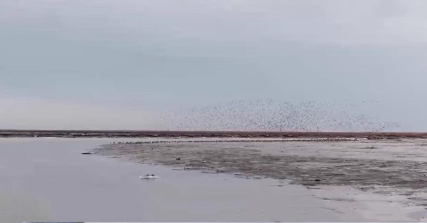 央视新闻丨盘锦：17只丹顶鹤野化放归 脚上都有专属“身份证”