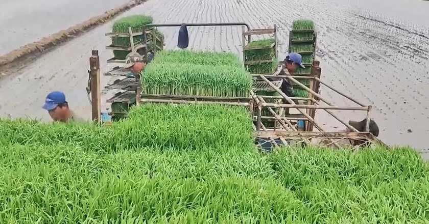 新华社：辽宁多地抢抓农时插秧忙